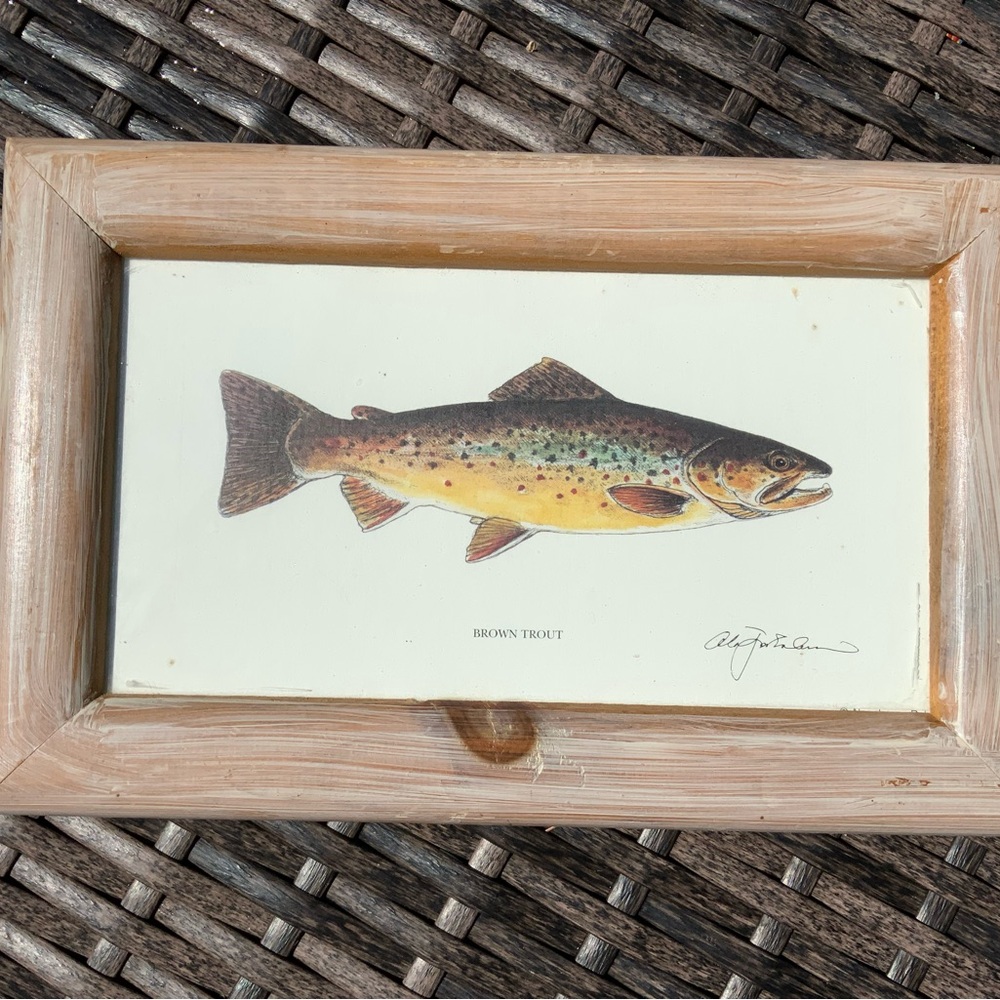 Framed Brown Trout Illustration
